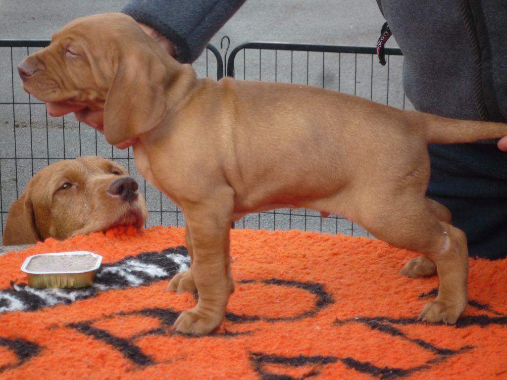 Du Domaine Saint Hubert - Braque hongrois à poil dur - Portée née le 15/09/2022